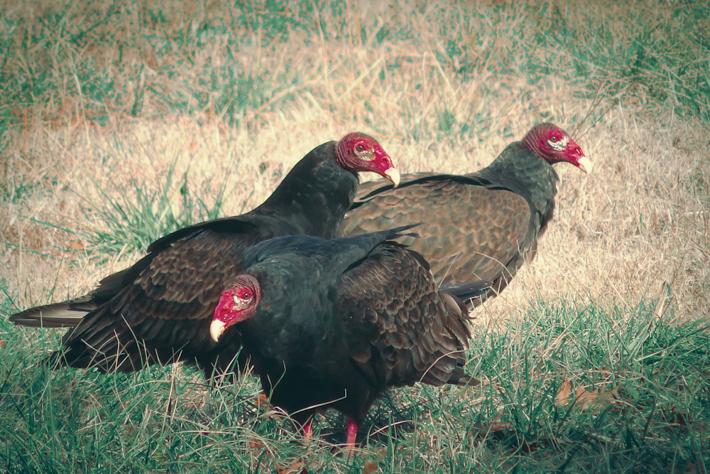 Wannabe Naturalist Vultures | Eugene L Brill