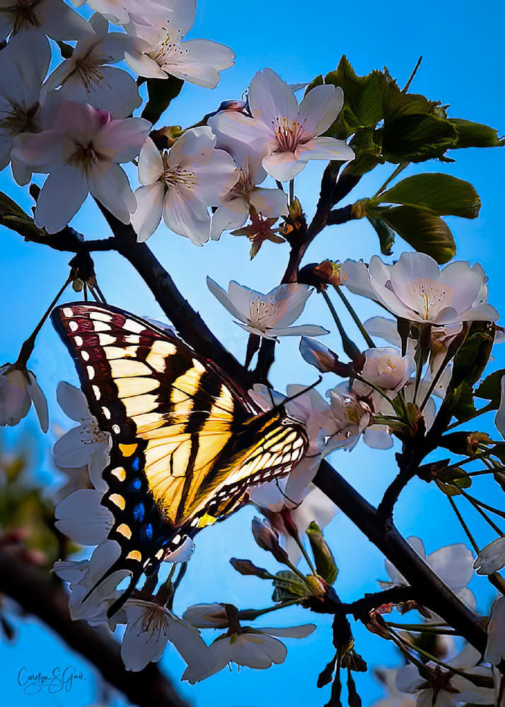 Springtime Splendor  Photography Art | Photo Art By Carolyn 