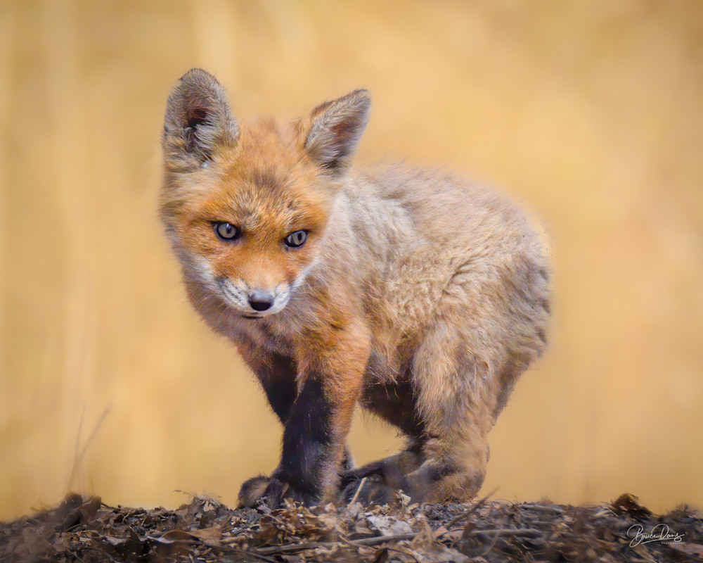 A Young Red Fox Kit