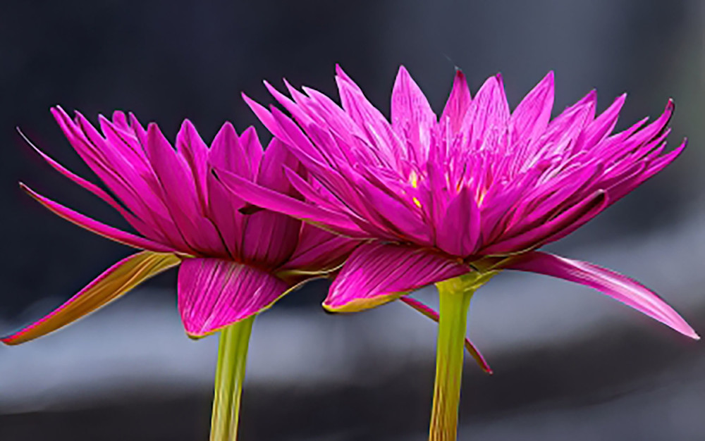 Two Water Lilies Photography Art | Photoeye Inc
