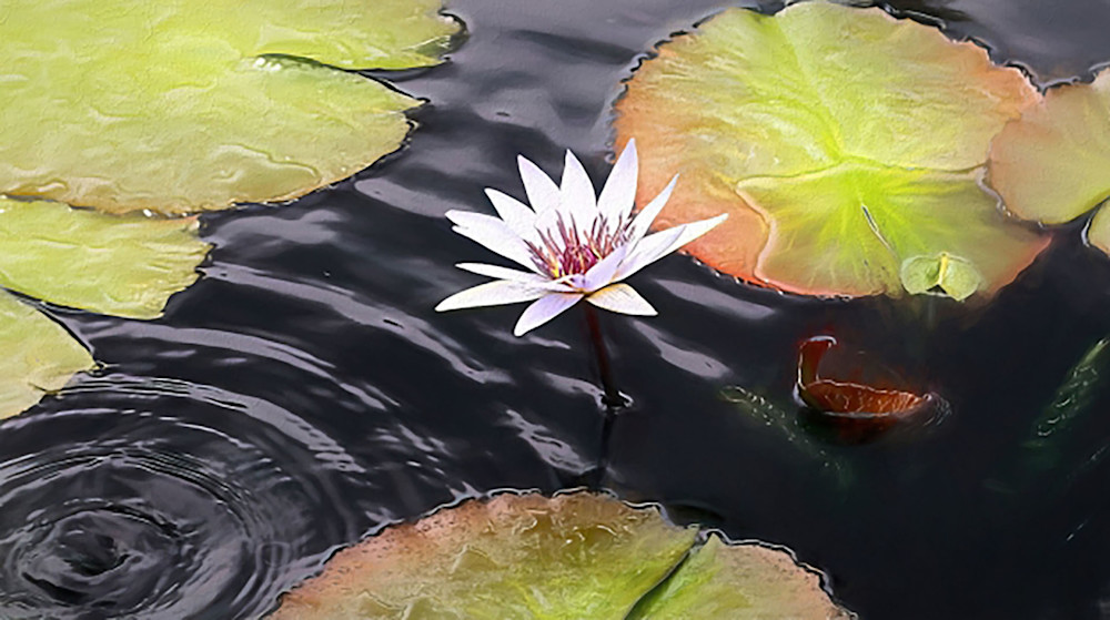 White Water Lily In Pond Photography Art | Photoeye Inc