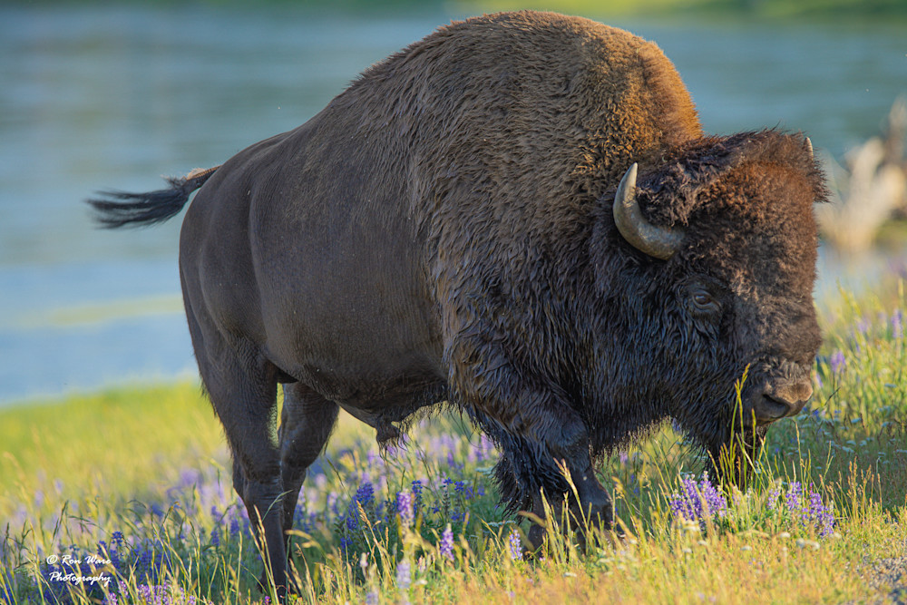 Bison After A Swim Art | Ron Ware Photography