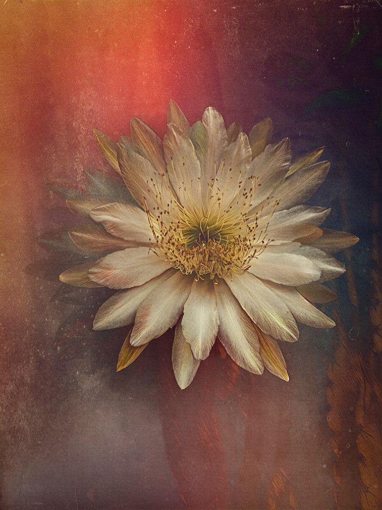 Lisa Carney Cactus Flower 1 Photography Art | Lisa Carney