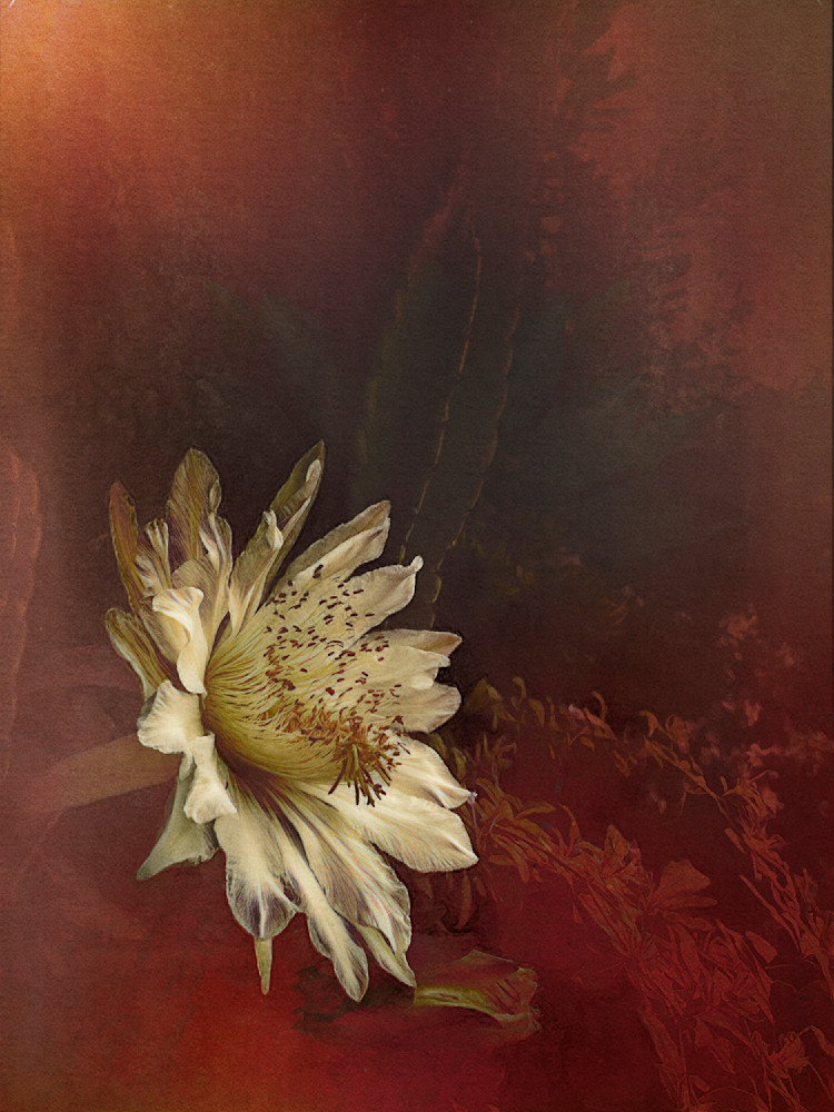 Lisa Carney Cactus Flower 2 Photography Art | Lisa Carney