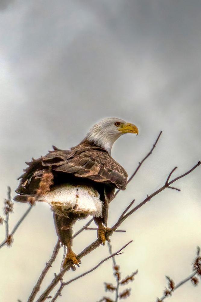 Bald Eagle9 Photography Art | NaturePrintStudio