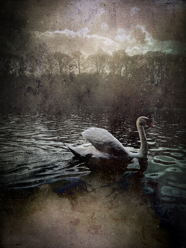Lisa Carney Paris Swan Photography Art | Lisa Carney