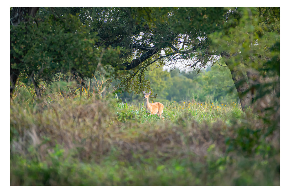Doe At Clymer Photography Art | Justin Parker Nature Photography
