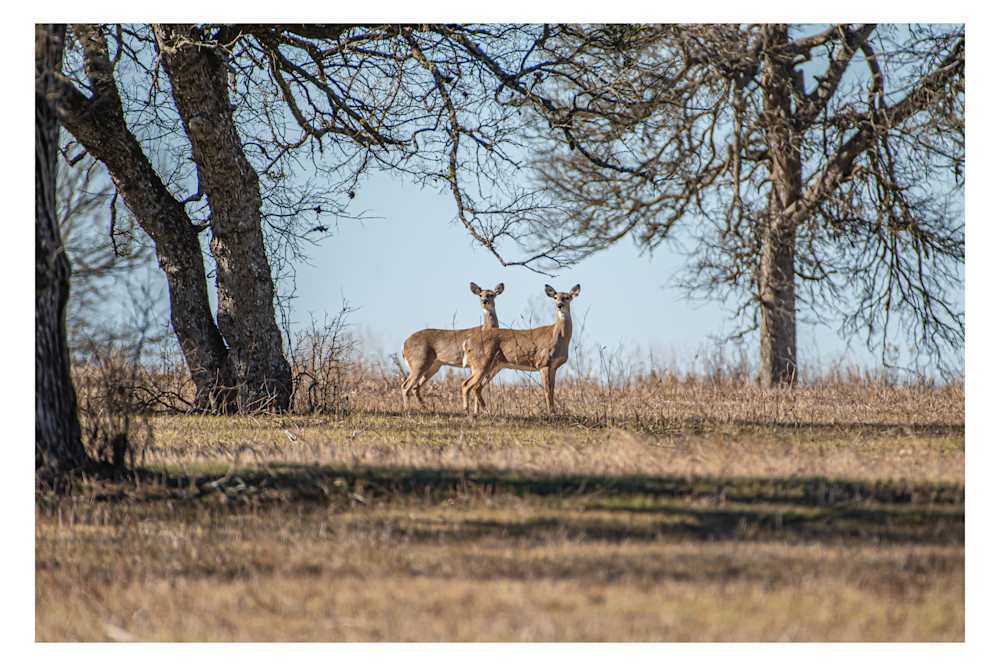 Does On The Texas Savannah Photography Art | Justin Parker Nature Photography