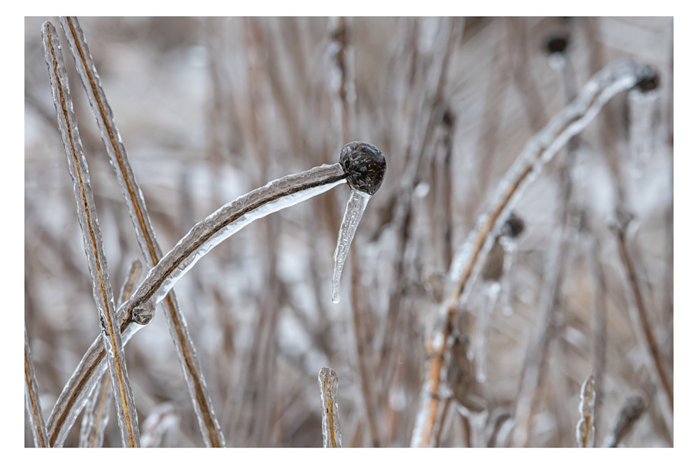 Frozen Sunflowers Photography Art | Justin Parker Nature Photography