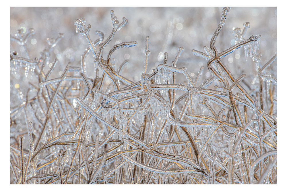 Frozen Grasses At Clymer Photography Art | Justin Parker Nature Photography
