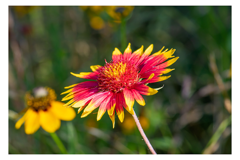 Indian Blanket Photography Art | Justin Parker Nature Photography