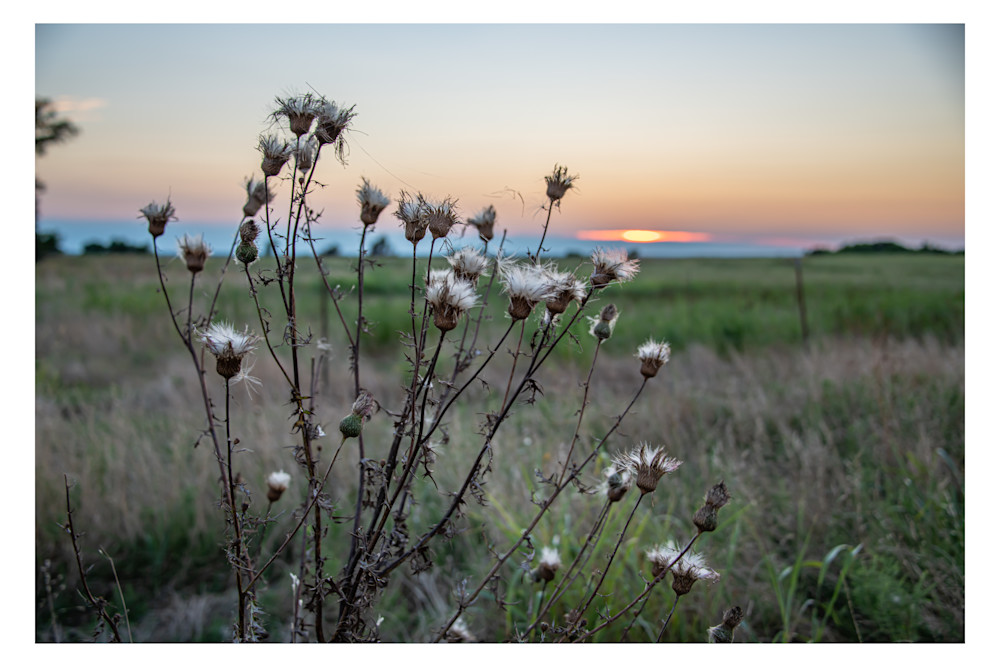 Sun Setting On The Basketflowers Photography Art | Justin Parker Nature Photography