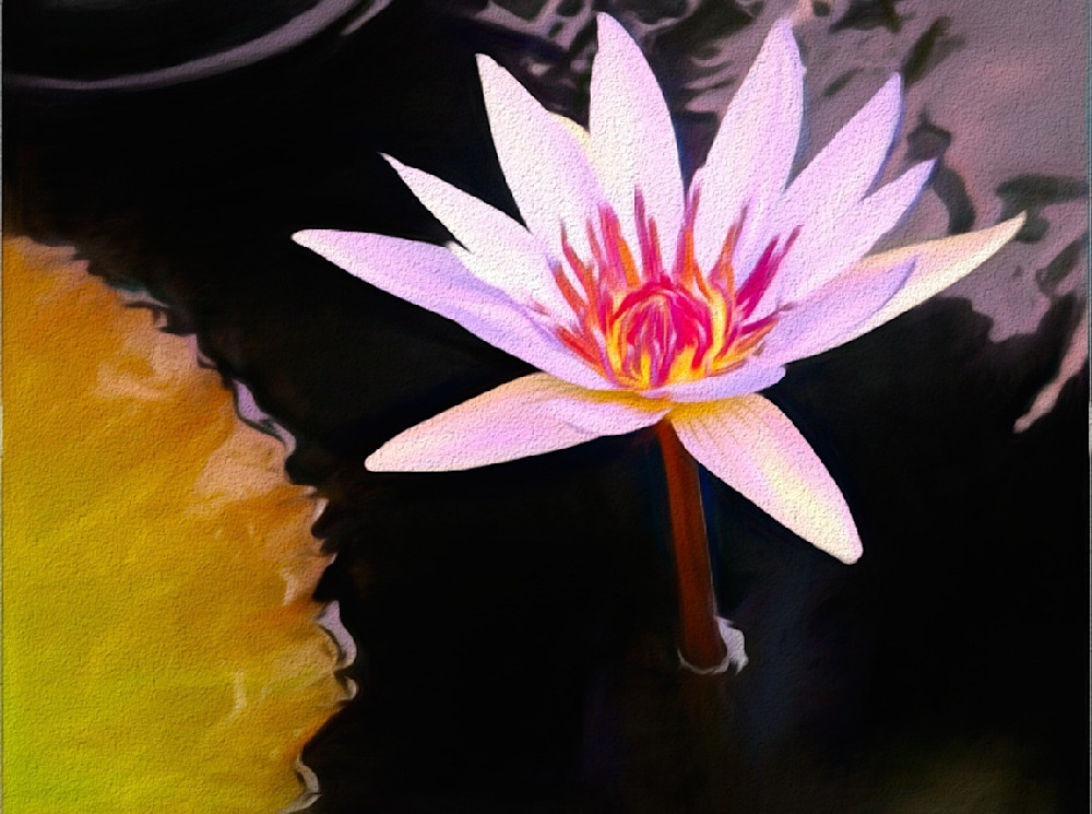 Water Lily Reflection Chalk Photography Art | Photoeye Inc
