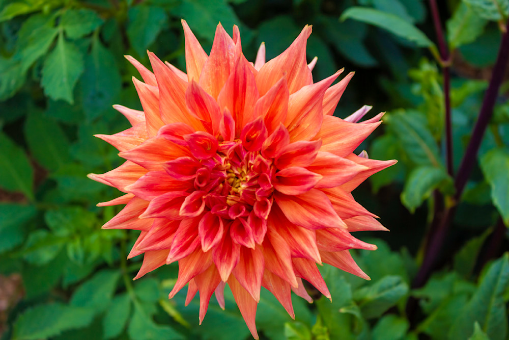 Summer Dahlia In Bloom (Red) Photography Art | Izzy Gomez Photography