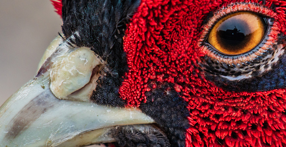 "Pheasant Close Up" (1) Color Photography Art | Gary Brenner Photography