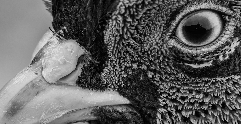 "Pheasant Close Up" (1) Monochrome Photography Art | Gary Brenner Photography