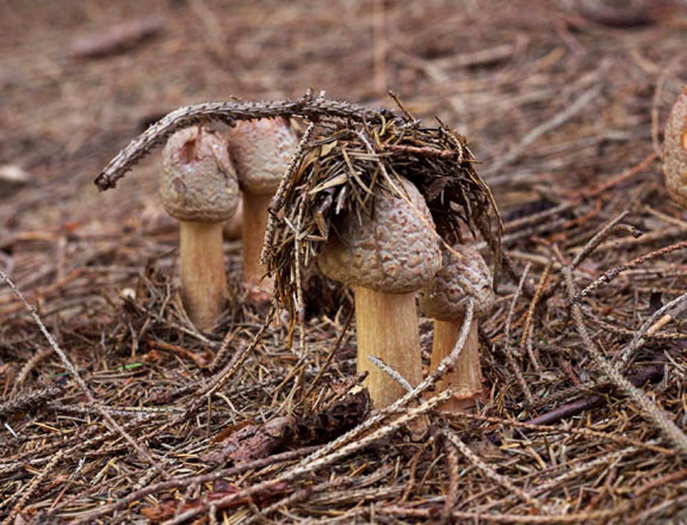 Mushrooms Rising   0187 Photography Art | John Wolf Photo