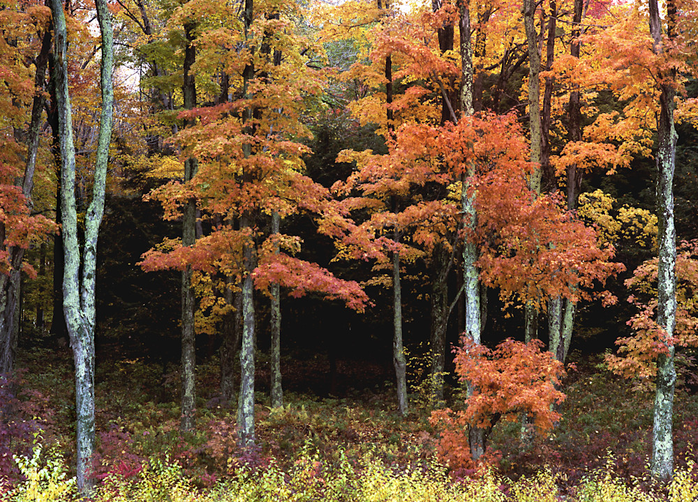 Maple Trees, Autumn, Bovina , New York Photography Art | John Wolf Photo