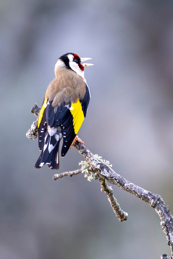 A European Goldfinch