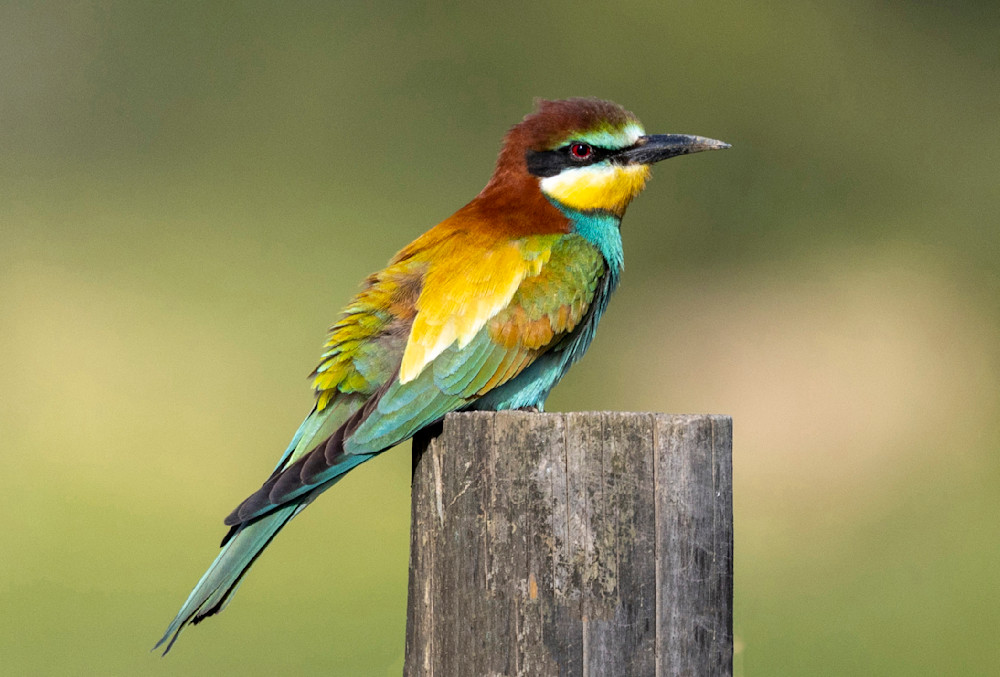 The Bee-Eater