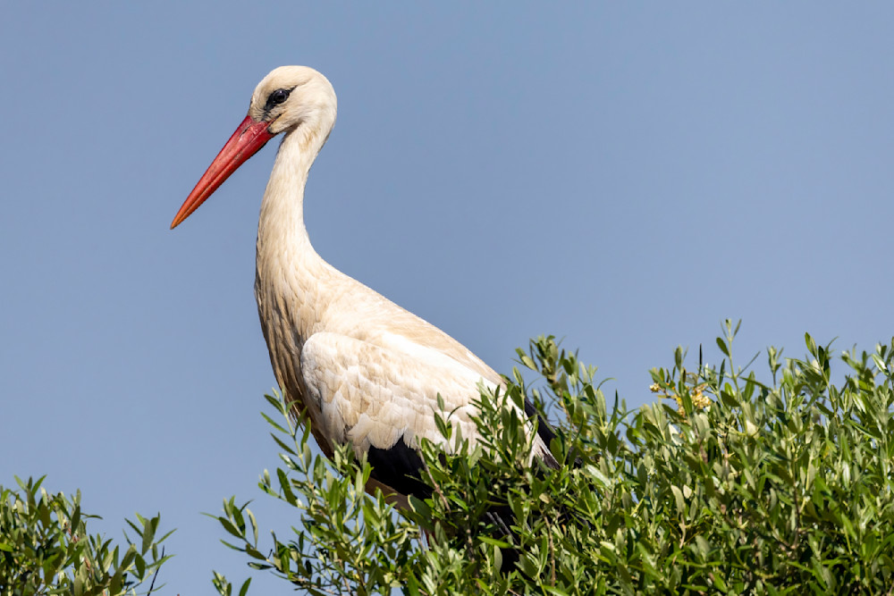 The Great White Stork