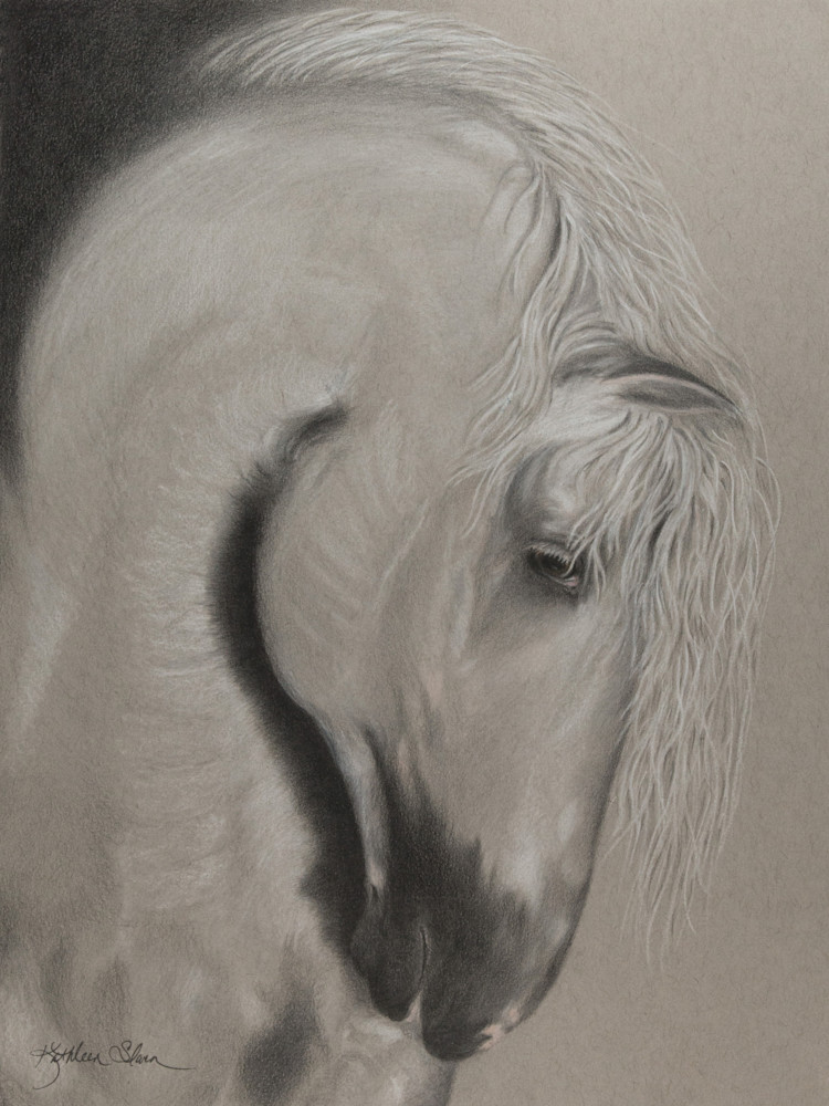 Andalusian Stallion  Art | Kathleen Slaven Art