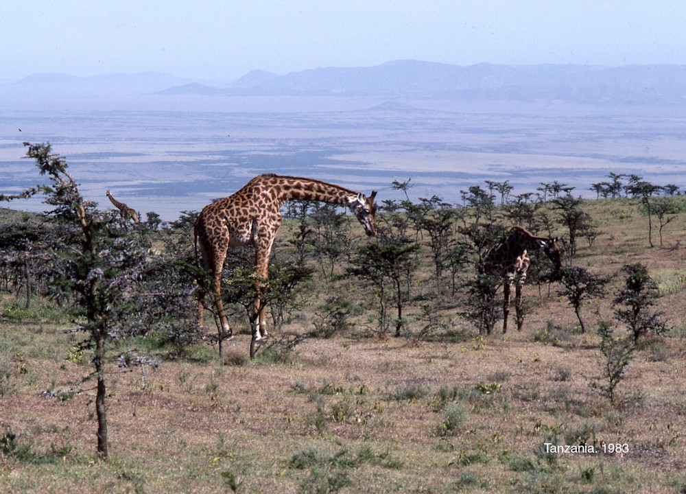 Giraffs Serengeti Jpg Photography Art | John Wolf Photo