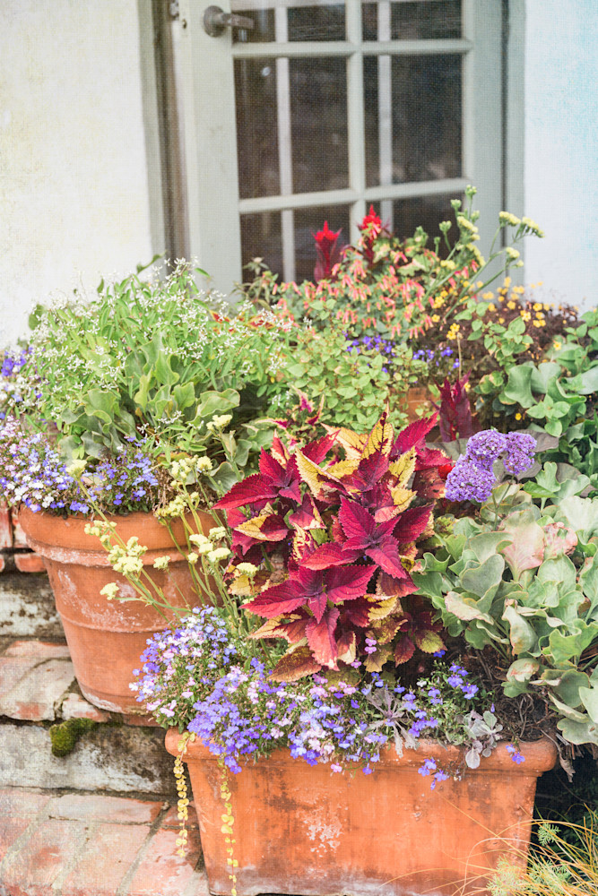 Flower Step Photography Art | Renae Smith Photography