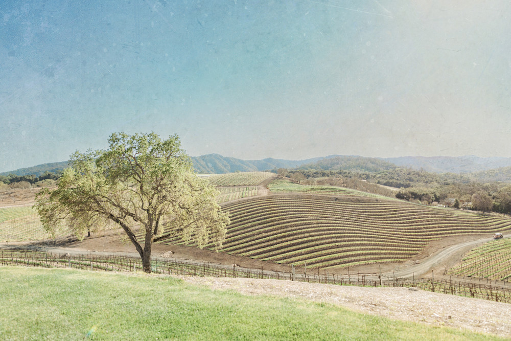 Paso Robles 2 Photography Art | Renae Smith Photography