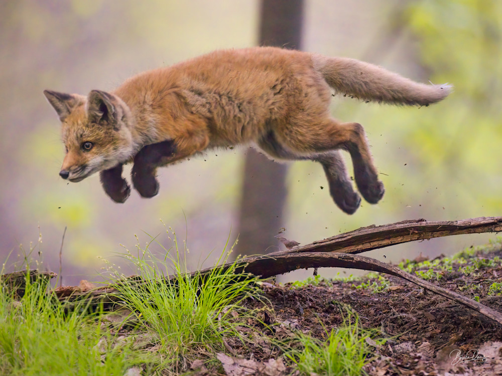 The flying Fox