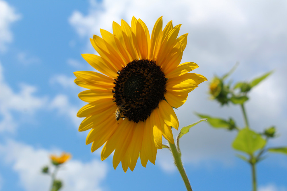 Spoke Flower Art6 Photography Art | PixByNic Photography LLC