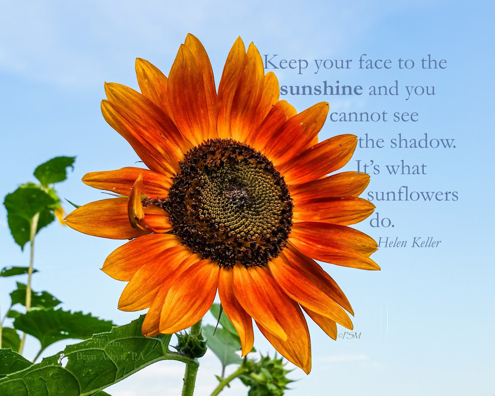 United States - Dramatic Red Sunflower, with quote