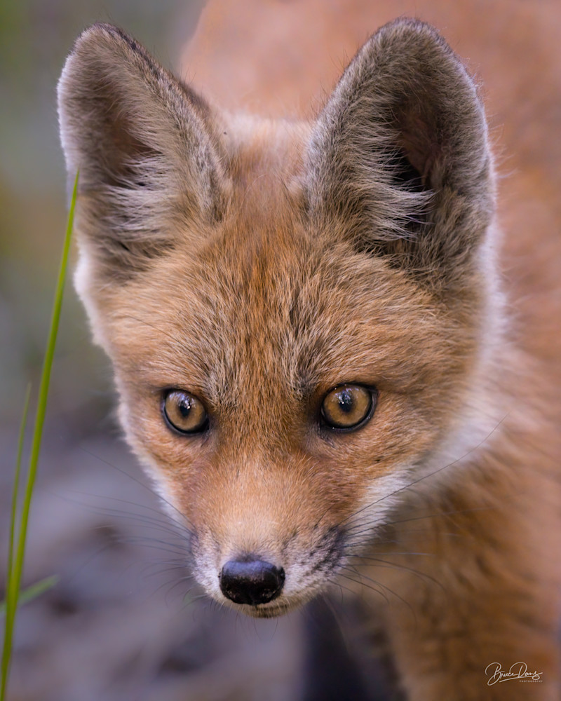 Red Fox Kit Portrait