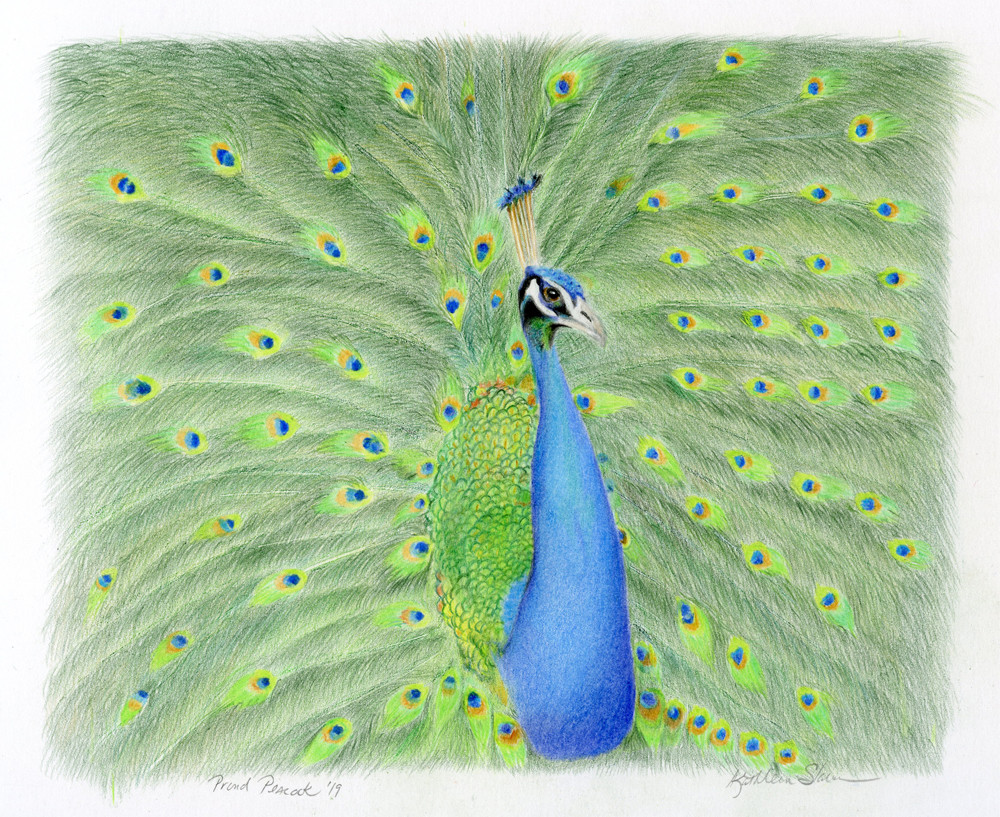 Proud Peacock  Art | Kathleen Slaven Art