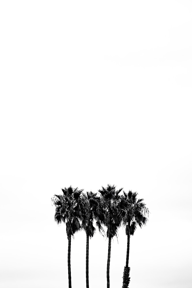 Modern Fine Art Photography.  More backlit palms