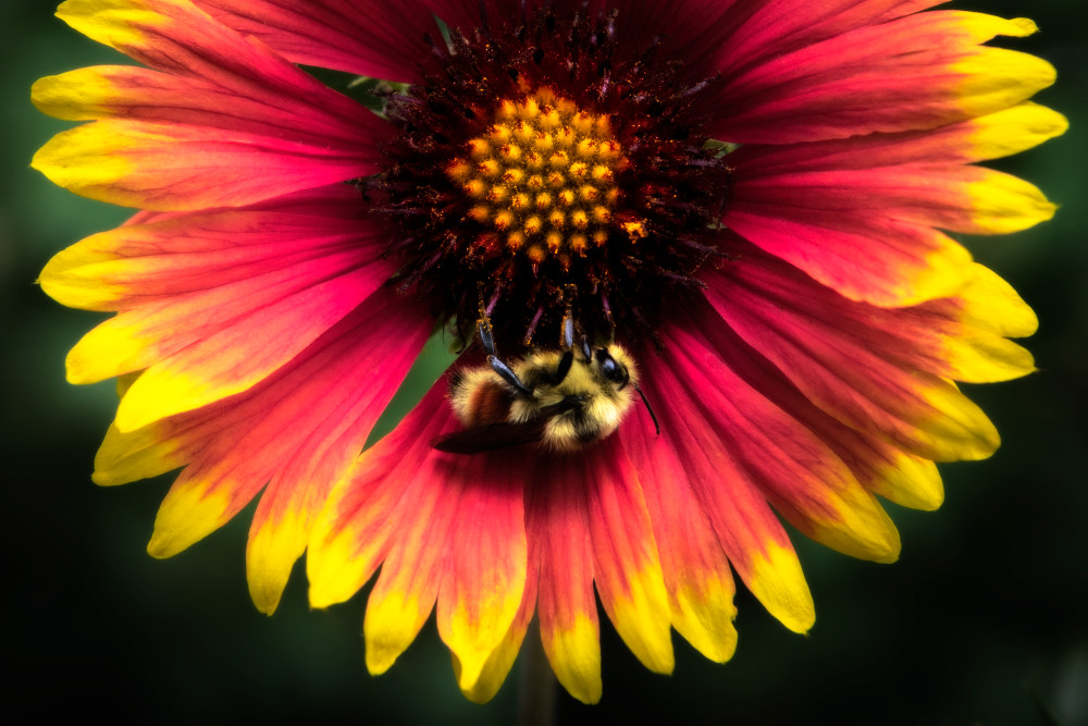 Bee on an Indian Blanket