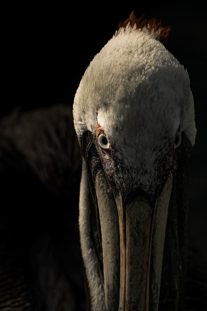 Intense Pelican