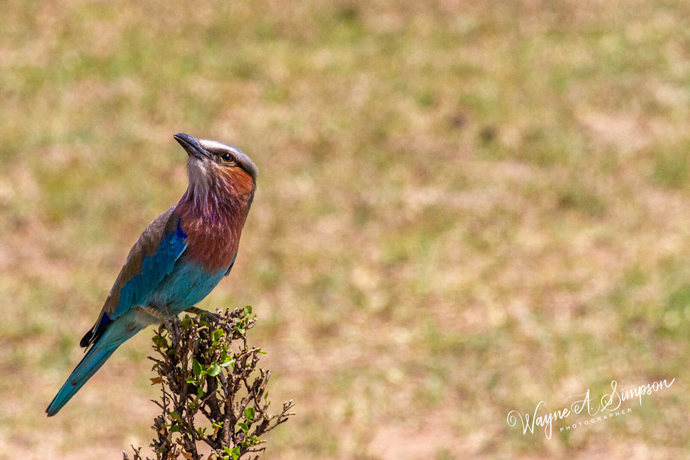 Lilac Breasted Roller Photography Art | waynesimpson