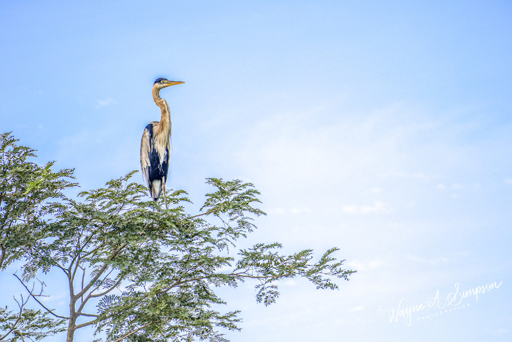 Greater Egret/Heron Photography Art | waynesimpson