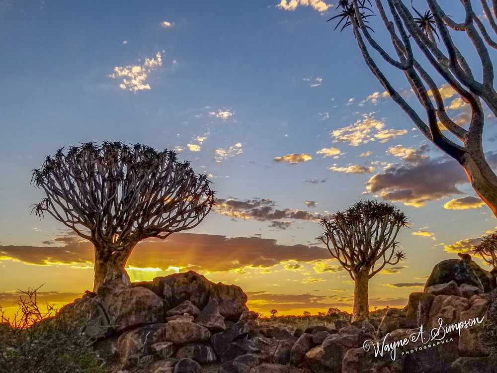 Quiver Tree Forest At Sunset Photography Art | waynesimpson