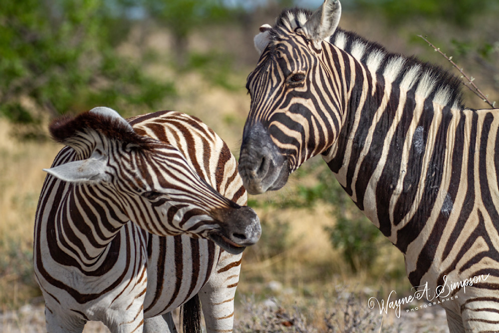 Zebras Photography Art | waynesimpson