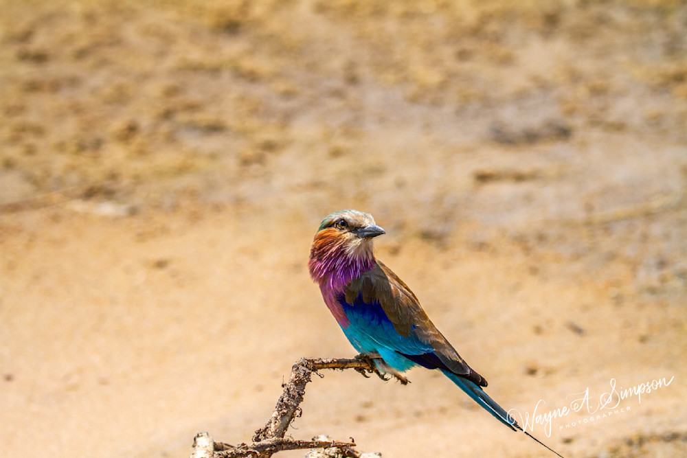 Lilac Breasted Roller Photography Art | waynesimpson