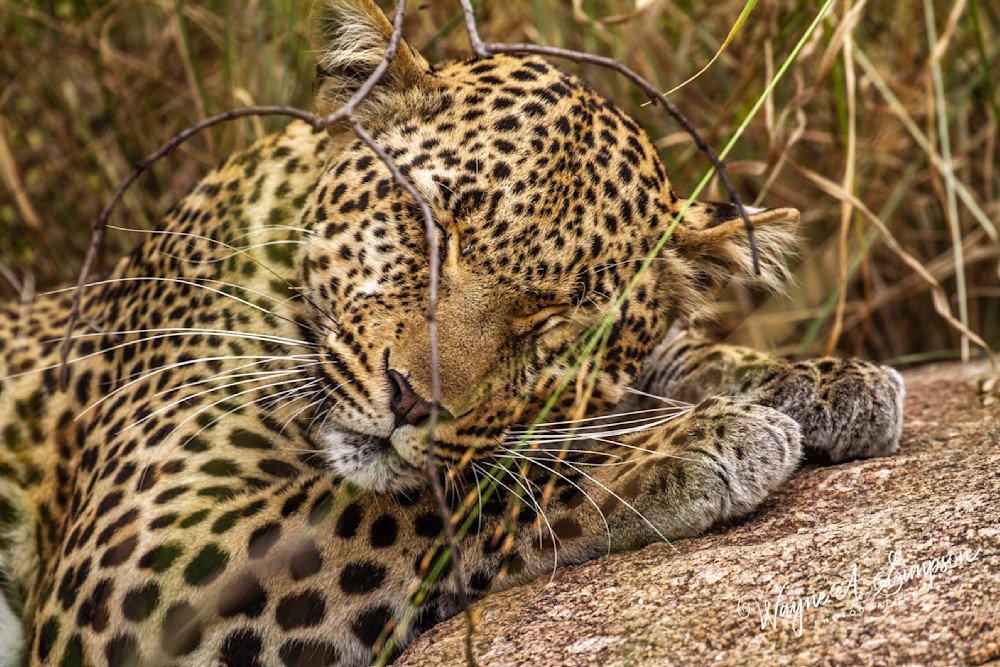 Leopard Photography Art | waynesimpson