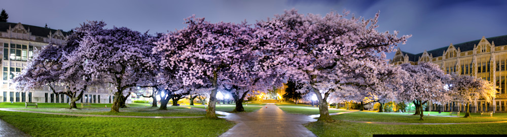 Cherry Blossoms Photography Art | Craig Voth Photography