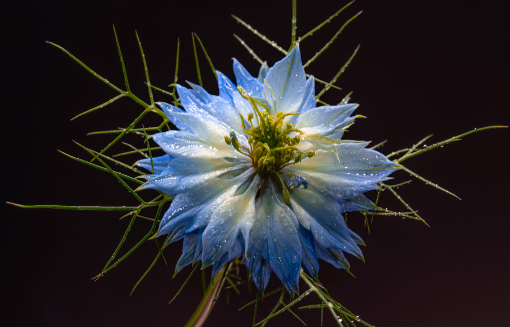 Blue Flower Recovered Photography Art | Photoeye Inc