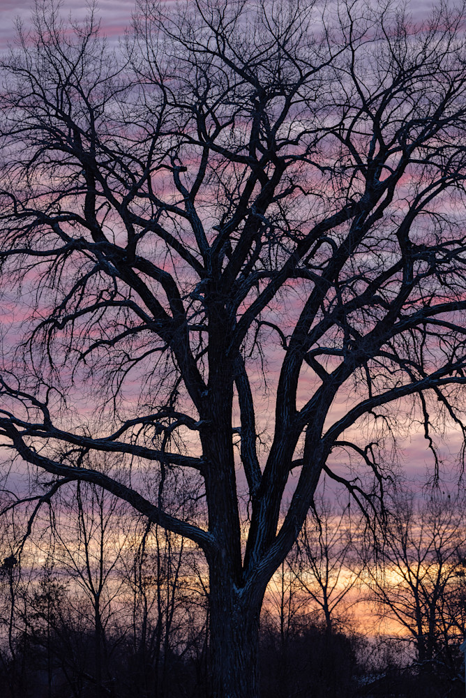 The Oak Tree #2, by Jeremy Simonson