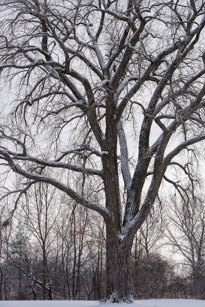 The Oak Tree #3, by Jeremy Simonson