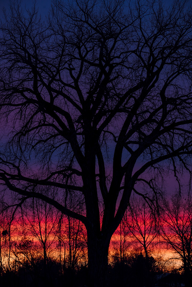 The Oak Tree #8, by Jeremy Simonson