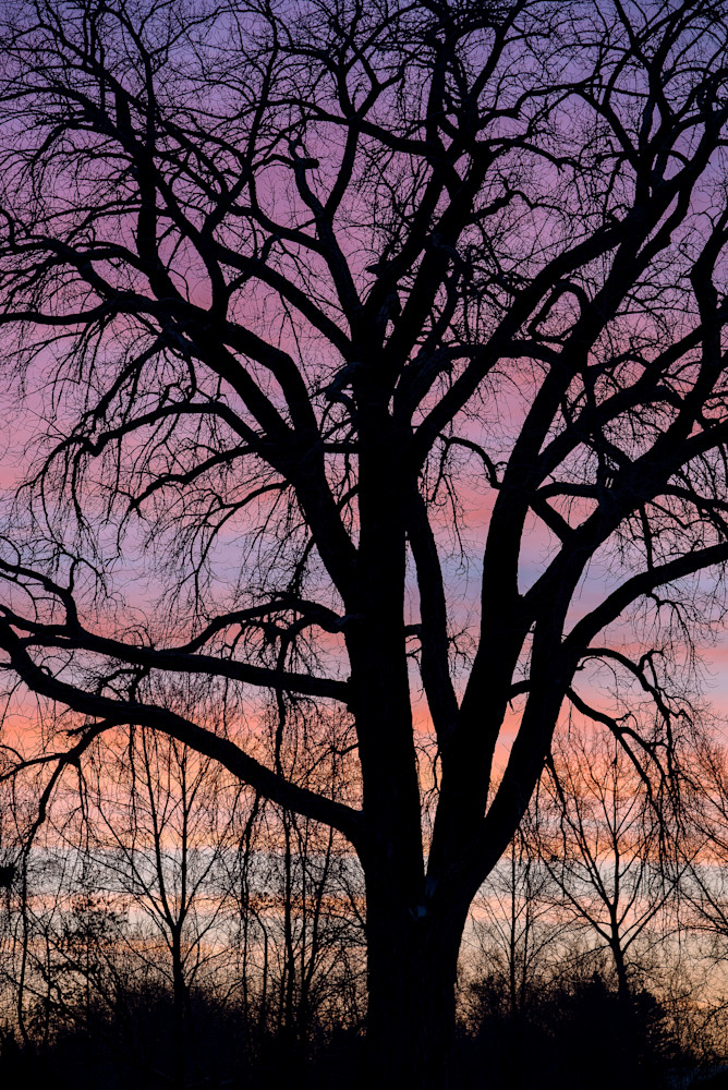 The Oak Tree #7, by Jeremy Simonson