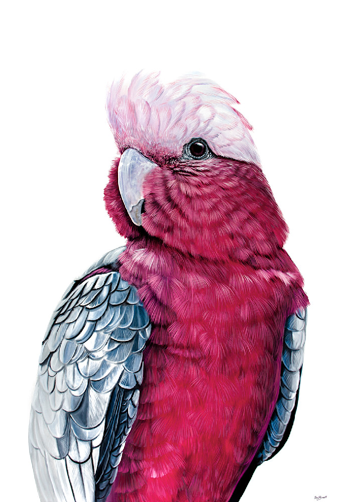 Samantha Galah Cockatoo